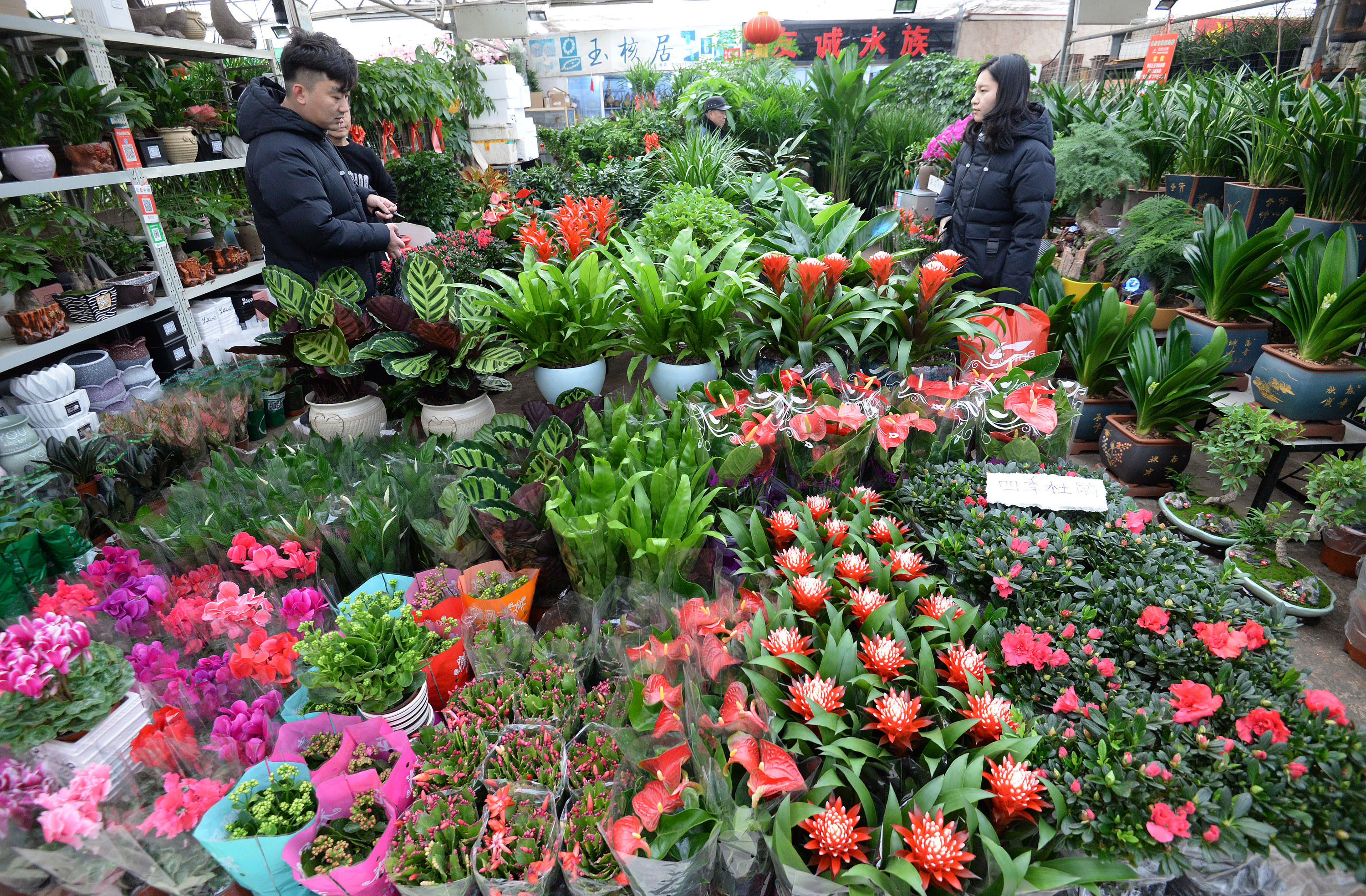 过年买花的人真多——郑州市陈寨花卉市场人潮涌动