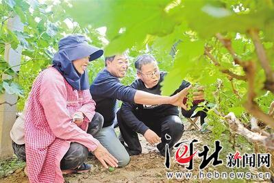 近日，张铁兵（右）带领葡萄种植服务队队员陈进忠（中）在大棚里为果农传授种植技术。 记者焦磊 通讯员崔佳栋摄