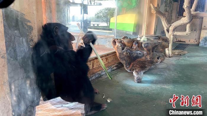 济南黑猩猩“入乡随俗”吃葱蒜网友：“要蘸酱吃”