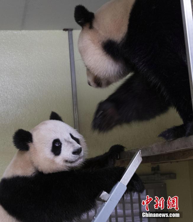 法国博瓦勒动物园：旅法中国大熊猫“欢欢”和“圆仔”的租期将延长