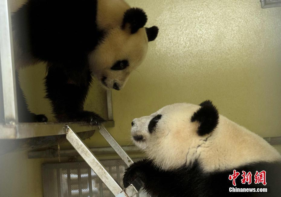 法国博瓦勒动物园：旅法中国大熊猫“欢欢”和“圆仔”的租期将延长