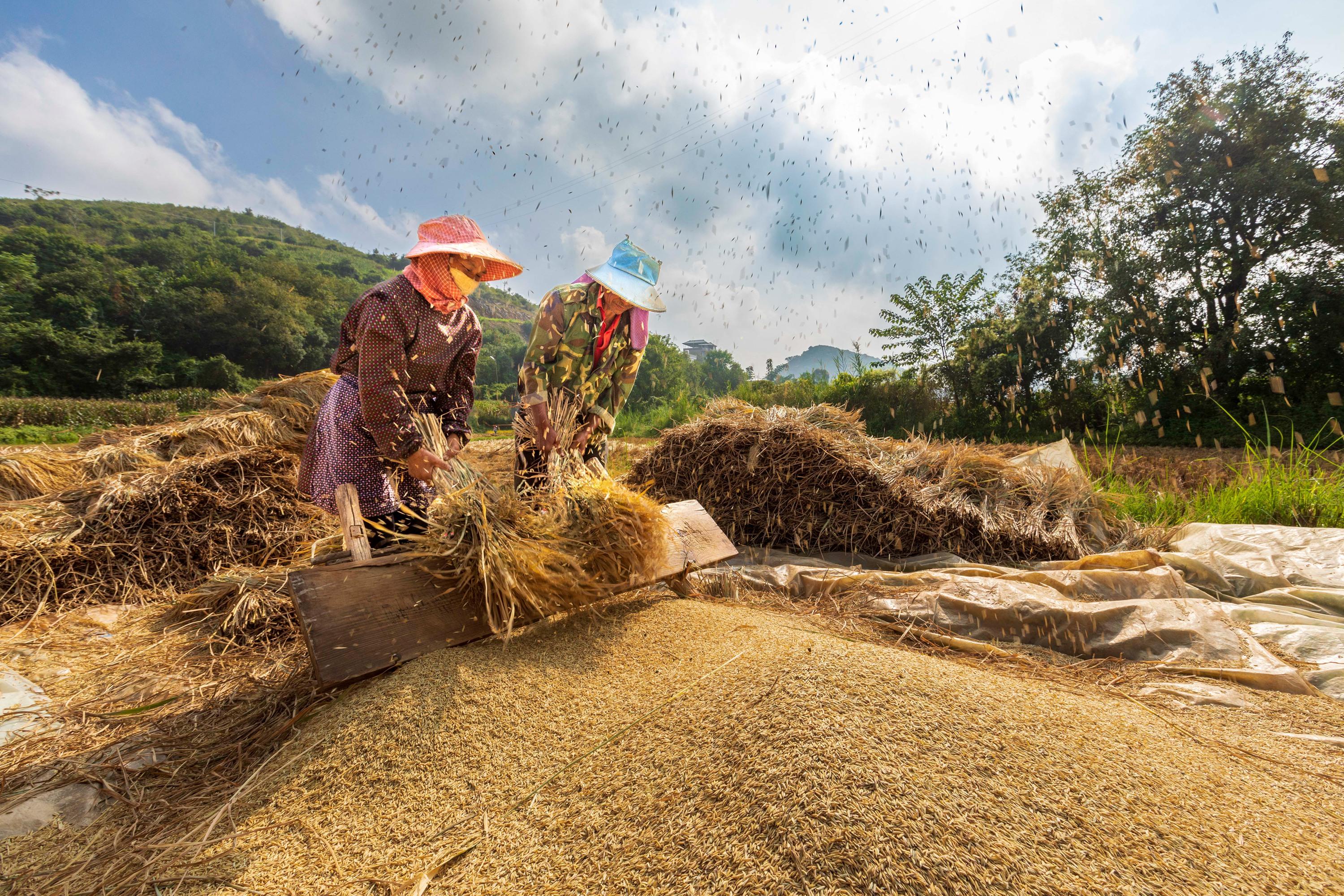在云南省文山壮族苗族自治州文山市，农民喜获丰收。图片来源：中国气象局
