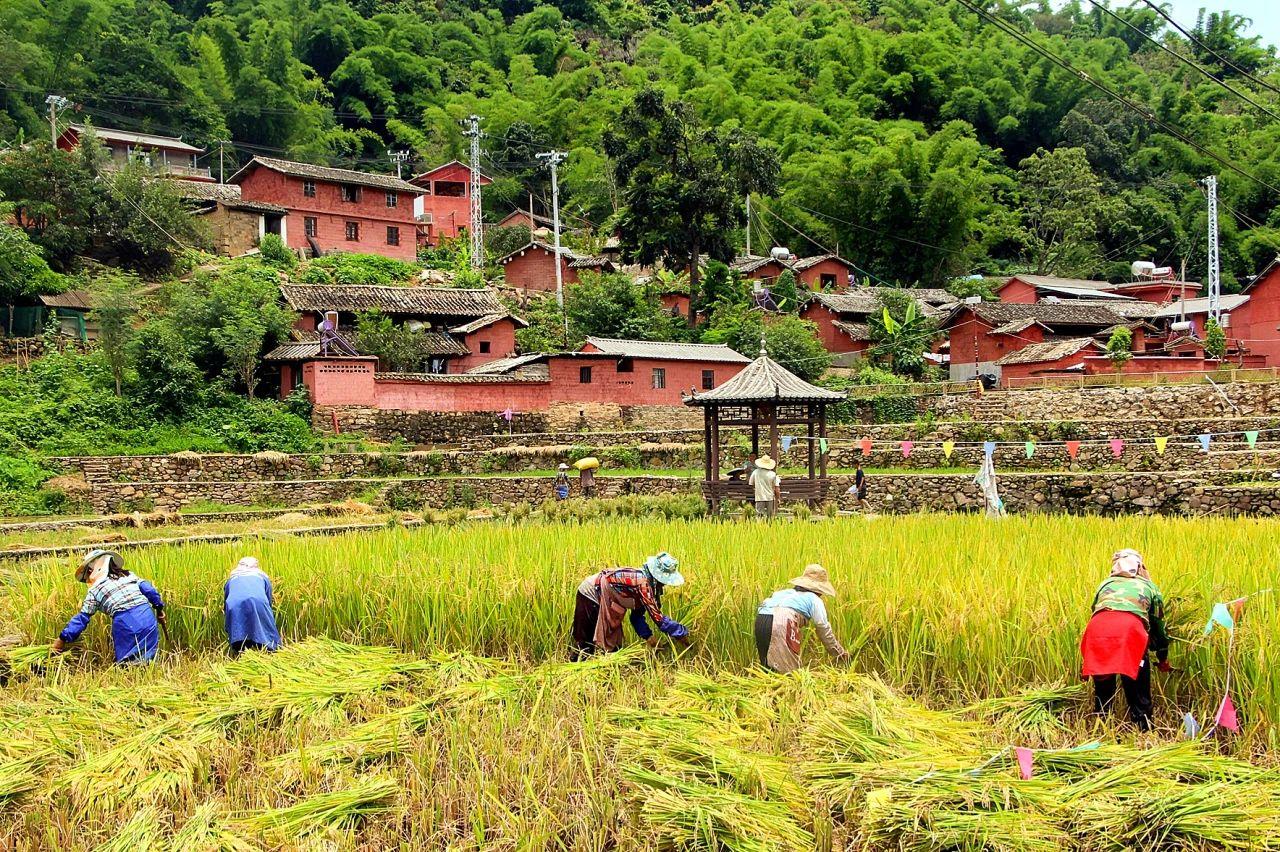 在云南省普洱市墨江哈尼族自治县孟弄彝族乡，农户喜获丰收。图片来源：中国气象局