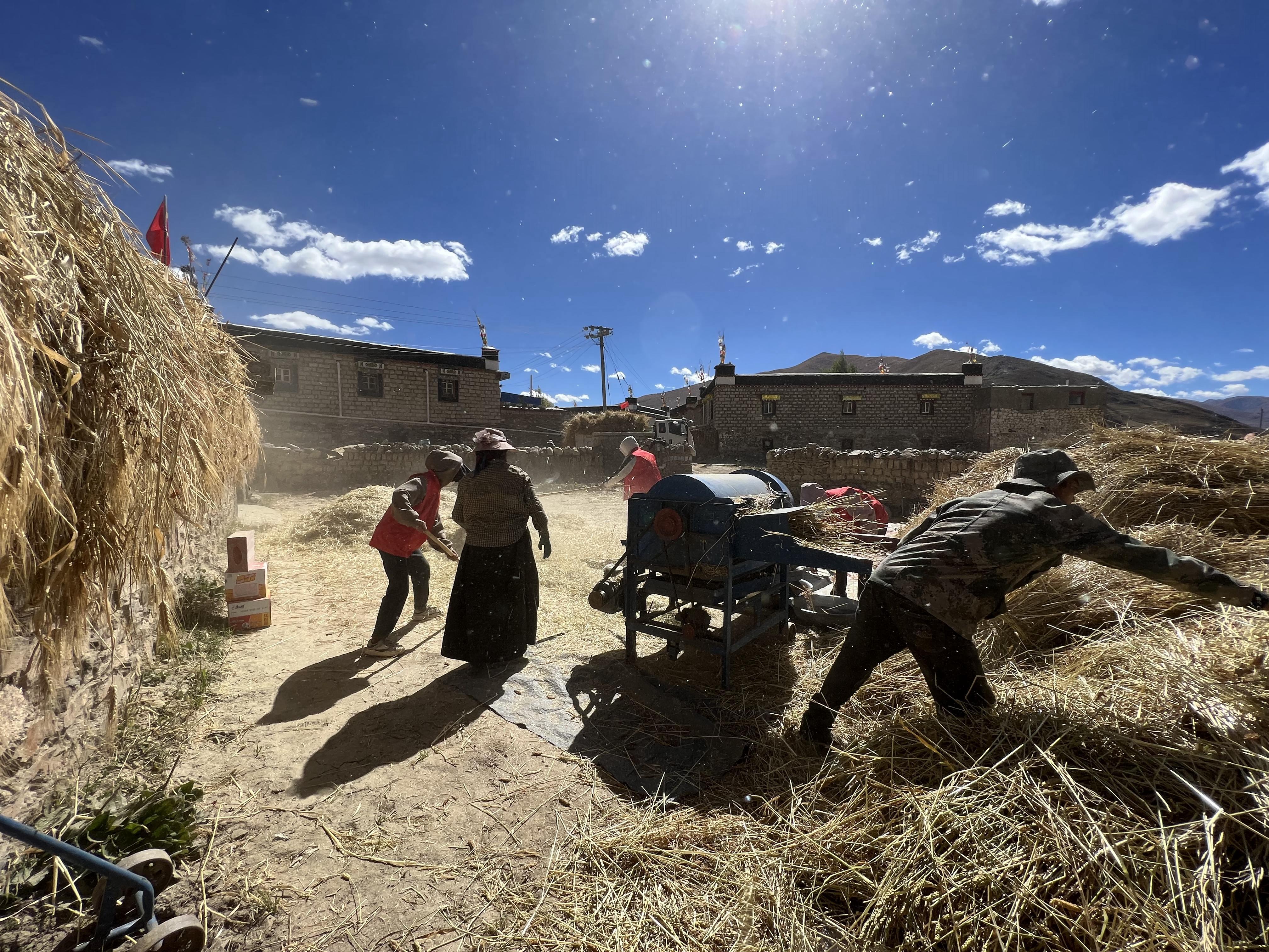 在西藏日喀则市，驻村工作队组织志愿服务队帮助农户开展秋收打场作业。图片来源：中国气象局